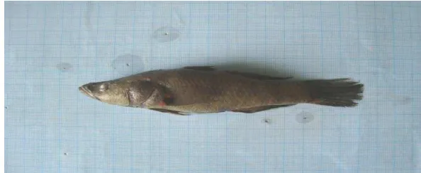 Gambar 6. Ikan Genus Dorychthys (Ikan Sili) 