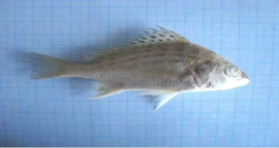 Gambar 8. Ikan Genus  Pomadasys (Ikan Krot - Krot)  