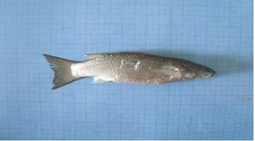 Gambar 11. Ikan Genus  Mugil (Ikan Belanak)  