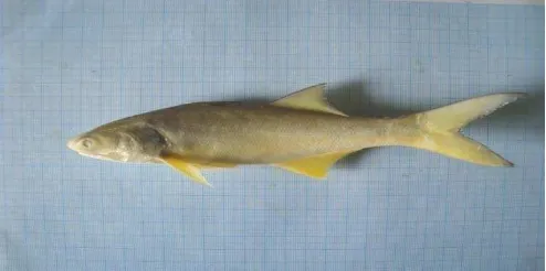 Gambar 12. Ikan Genus   Eleutheronema (Ikan Senangin)  