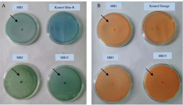 Gambar  4.1  Kemampuan  dekolorisasi  tinggi  isolat  Merbabu  terhadap  pewarna  Blue-R  (A)   Kemampuan dekolorisasi tinggi isolat Merbabu terhadap pewarna Orange (B) 