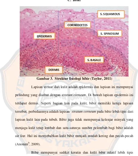 Gambar 3.  Struktur fisiologi bibir (Taylor, 2011) 