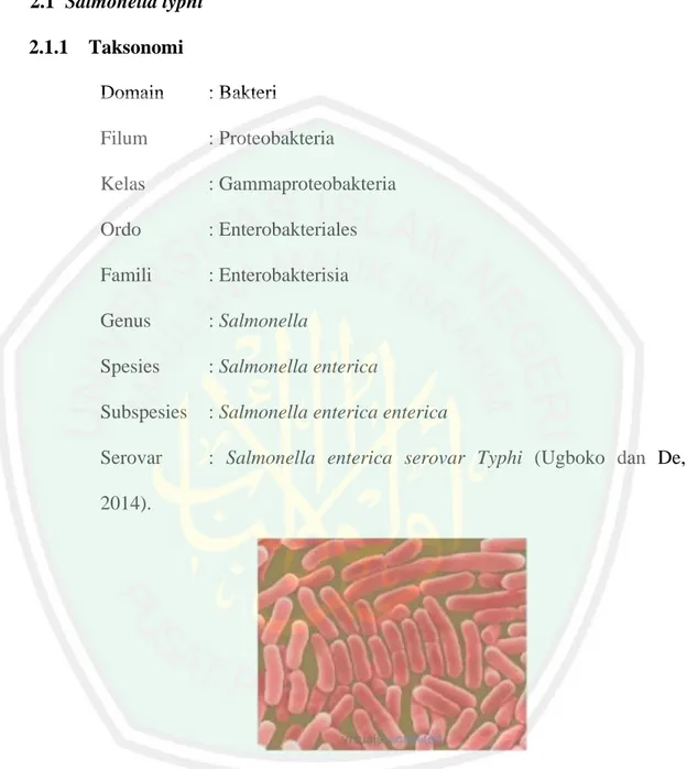 Gambar 2.1 Bakteri Salmonella typhi 