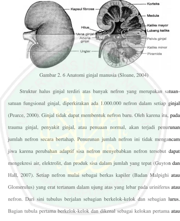 Gambar 2. 6 Anatomi ginjal manusia (Sloane, 2004) 