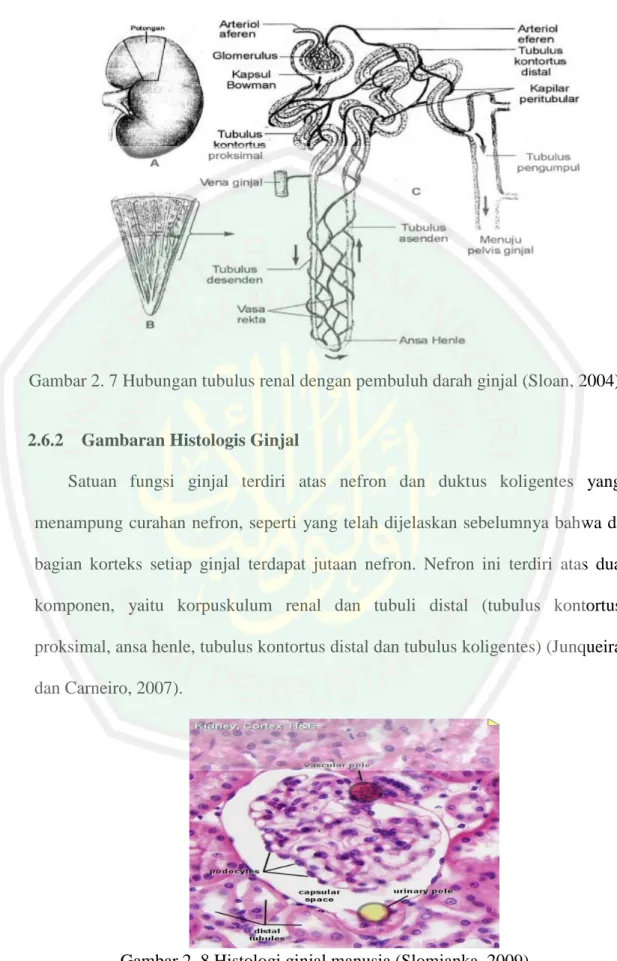 Gambar 2. 7 Hubungan tubulus renal dengan pembuluh darah ginjal (Sloan, 2004) 