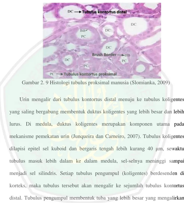 Gambar 2. 9 Histologi tubulus proksimal manusia (Slomianka, 2009) 