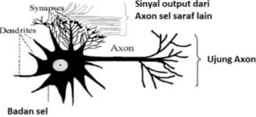 Gambar 2. 2 Sel Syaraf Biologis 