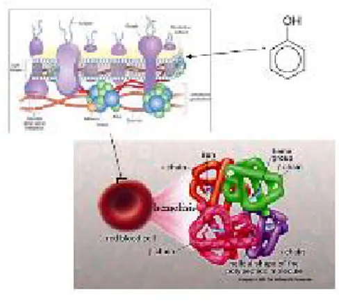 Gambar 5.2 site of action  fenol 14,34,35