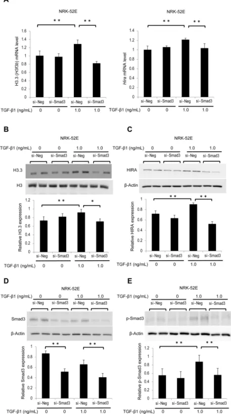 Figure 4. TGF-β1-induced histone H3.3 and HIRA expression is suppressed by knockdown of Smad3 in  NRK-52E cells