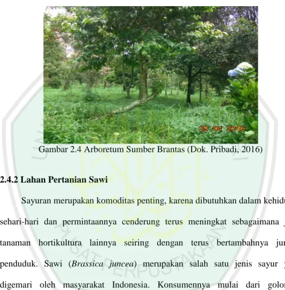 Gambar 2.4 Arboretum Sumber Brantas (Dok. Pribadi, 2016) 