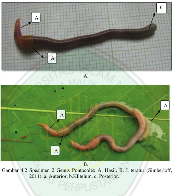 Gambar  4.2  Spesimen  2  Genus  Pontocolex  A.  Hasil.  B.  Literatur  (Simberloff,  2011)