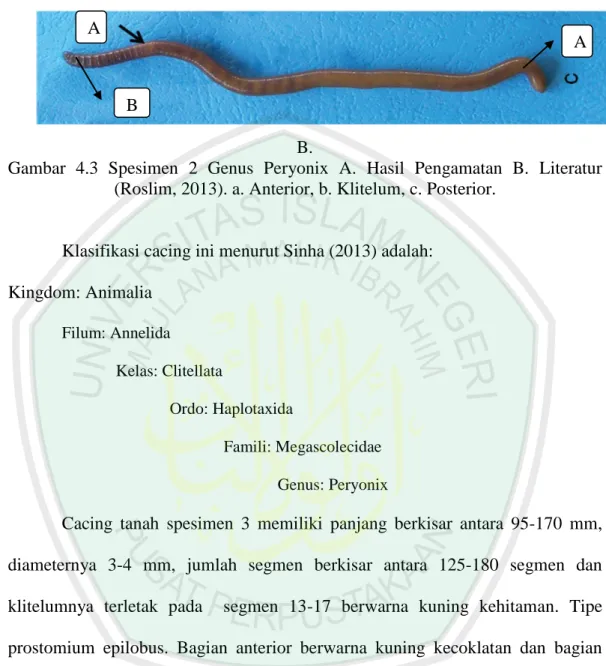 Gambar  4.3  Spesimen  2  Genus  Peryonix  A.  Hasil  Pengamatan  B.  Literatur   (Roslim, 2013)