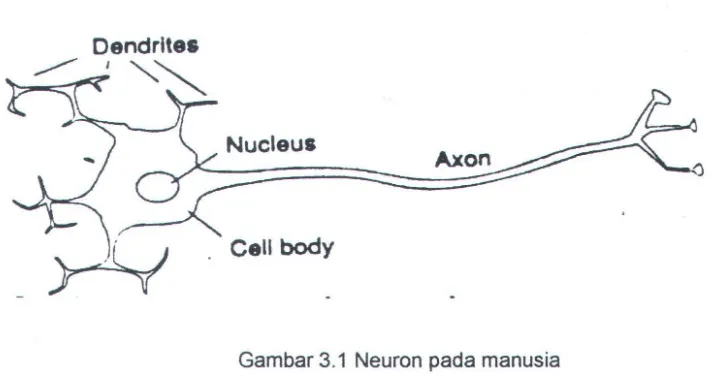 Gambar 3.1 Neuron pada manusia 
