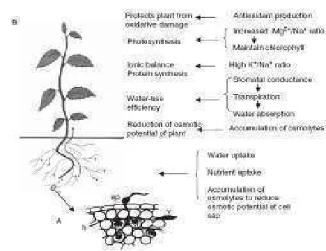 Gambar 2.7. Mekanisme FMA untuk Mengurangi Pengaruh Salinitas pada Tanaman (Sumber : Evelin ������, 2009) �