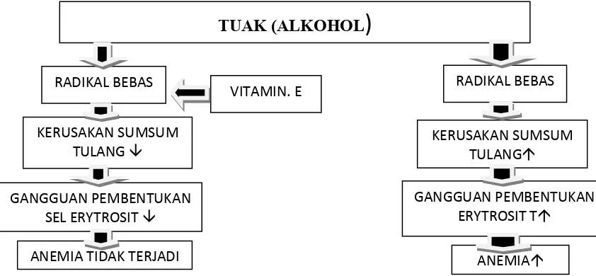 Gambar 1. Kerangka konsep pengaruh Vitamin E terhadap jumlah retikulosit, jumlah eritrosit, gambaran morpologi eritrosit, kadar hemoglobin dan nilai hematokrit darah mencit yang diberi tuak
