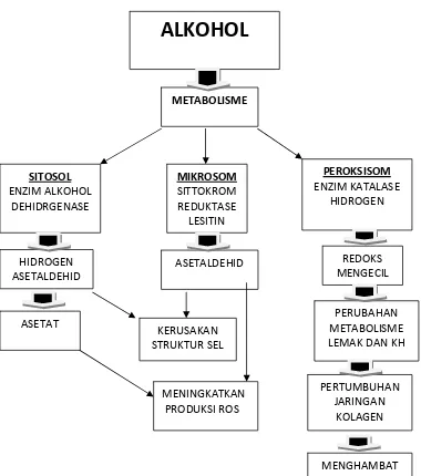 Gambar 2. Metabolisme alkohol 