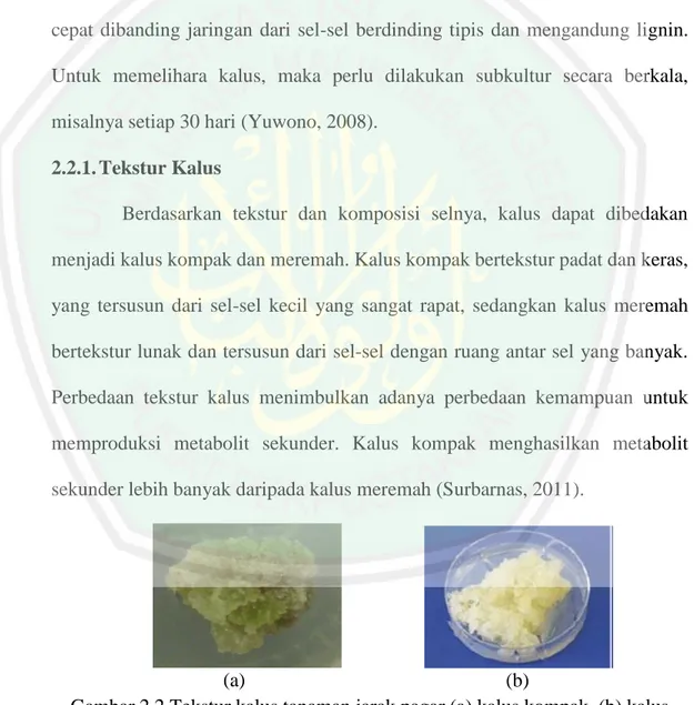 Gambar 2.2 Tekstur kalus tanaman jarak pagar (a) kalus kompak, (b) kalus  remah (Lizawati, 2012)
