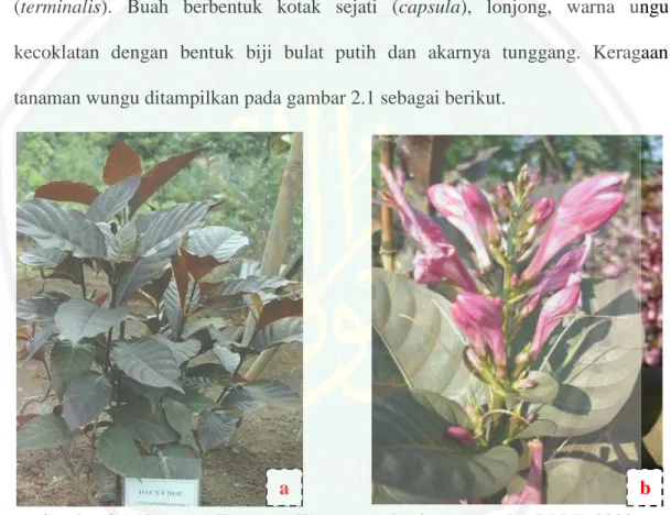 Gambar 2.1 Keragaan Tanaman Wungu (a) dan bunganya (b) (BPPT, 2008). 