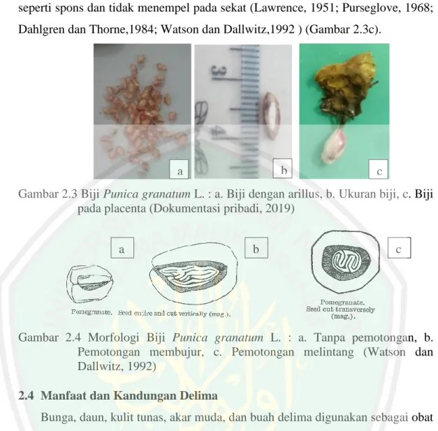 Gambar 2.3 Biji Punica granatum L. : a. Biji dengan arillus, b. Ukuran biji, c. Biji  pada placenta (Dokumentasi pribadi, 2019) 