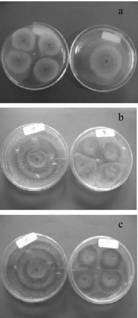 Gambar 1.   Pertumbuhan  Pseudomonas  putida  27.4B  (putih)  dan  Trichorderma  sp.  (hijau  berlapis-lapis)  pada  media  PDA  selama  2  hari  inkubasi  (a),  6  hari  inkubasi  (b)  dan  12  hari  inkubasi  (c).