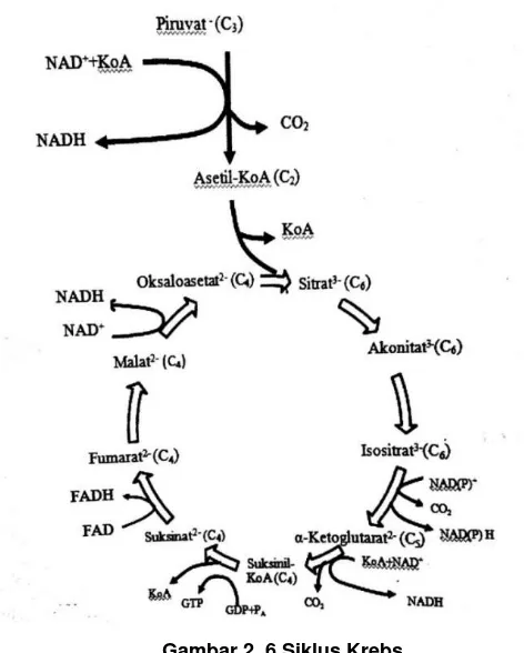 Gambar 2. 6 Siklus Krebs 