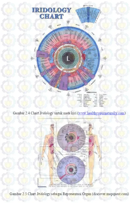 Gambar 2.4 Chart Iridology untuk mata kiri (www.healthyyournaturally.com) 