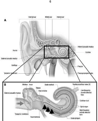 Gambar 2.1 Penampang melintang koklea dan organ Corti (Kurmis, 2007) 