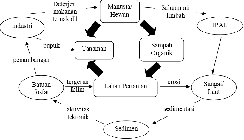 Gambar 2.1. Siklus Fosfat Organik dan Anorganik (Cornel dan Schaum, 2009)  
