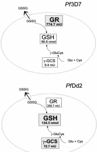 Gambar 2. Skema Metabolisme Pf3D7 dan PfDd2