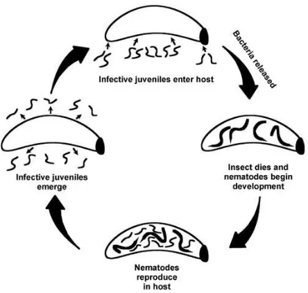 Gambar 2. Diagram siklus hidup nematoda entomopatogen secara umum (gambar oleh David Shapiro-Ilan) Sumber : Miles et al