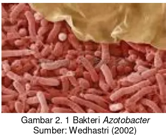Gambar 2. 1 Bakteri Azotobacter 