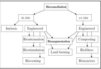Gambar 2. 2 Posisi Bioaugmentasi diantara Beberapa Bioremediasi 