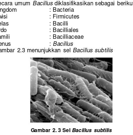 Gambar 2. 3 Sel  Bacillus subtilis