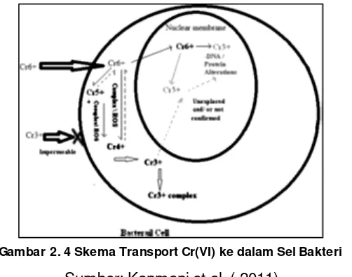 Gambar 2. 4 Skema Transport Cr(VI) ke dalam Sel Bakteri 