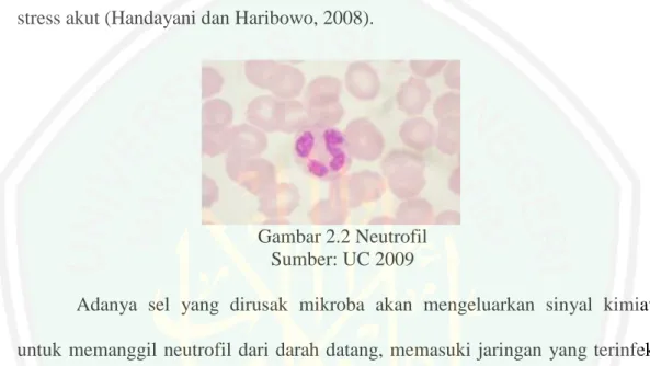 Gambar 2.2 Neutrofil  Sumber: UC 2009 