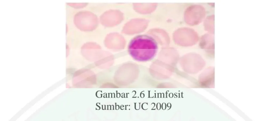 Gambar 2.6 Limfosit  Sumber: UC 2009 