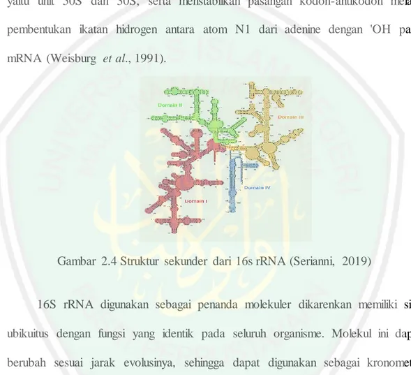 Gambar  2.4 Struktur  sekunder  dari  16s rRNA (Serianni,  2019) 