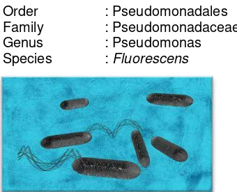 Gambar 2. 2 Pseudomonas fluorescens 
