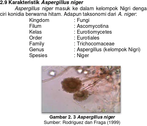 Gambar 2. 3 Aspergillus niger 