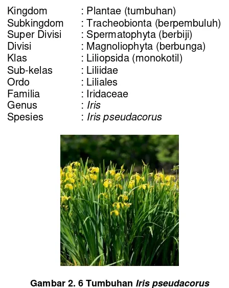 Gambar 2. 6 Tumbuhan Iris pseudacorus 
