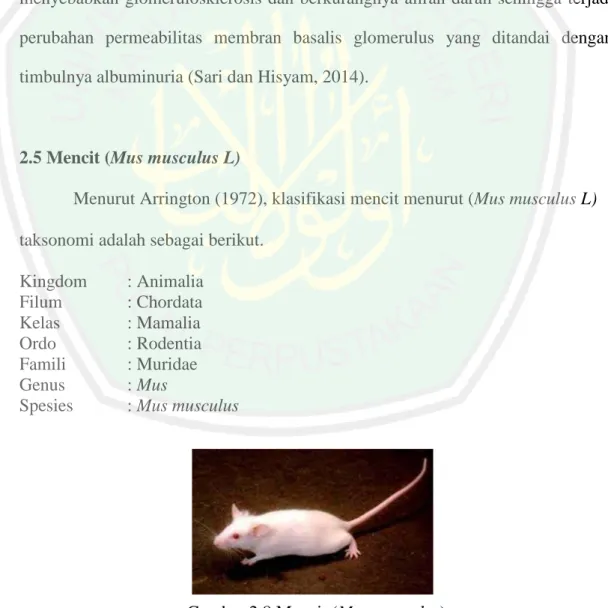 Gambar 2.8 Mencit (Mus musculus) 