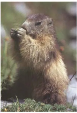 Figura 9. Las marmotas utilizan las dos manos para manipular el alimento que consumen