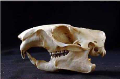 Figura 2. Cráneo de marmota alpina (Marmota m. marmota) en norma lateral. Colección IPE  M94081002