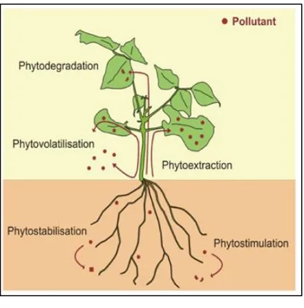 Gambar 2.5 Mekanisme Proses Phytotreatment 