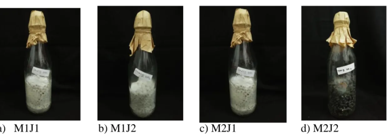 Gambar  4.2  Hasil  pengamatan  ketebalan  misellium  pada  beberapa  media  biji-bijian  a)  Media kacang hijau pada jamur tiram  (M1J1), b)  Media kacang hijau pada jamur merang (M1J2),  c)  Media  kedelai  hitam  pada  jamur  tiram  ( M2J1) ,  d)  Media