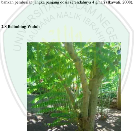 Gambar 2 : Pohon Belimbing Wuluh  (Muhlisah, 1999). 