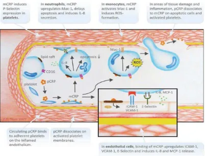 Gambar 2.4. Peran CRP pada Aterosklerosis 