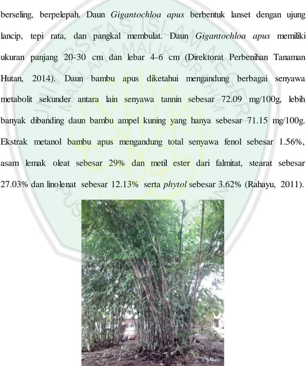 Gambar  2.1  Rumpun  bambu  apus  (Gigantochloa  apus  Kurz) dengan batang berwarna  hijau  tertutupi seludang (sumber: hasil dokumentasi  peneliti) 