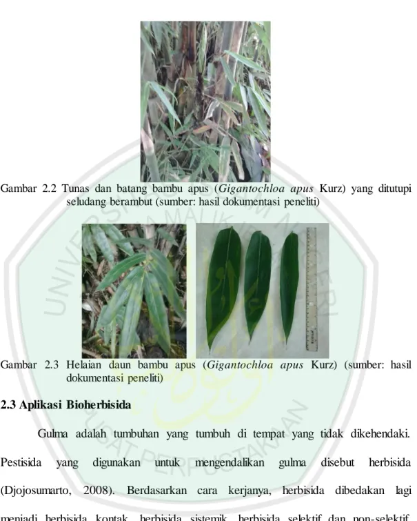 Gambar  2.2  Tunas  dan  batang  bambu  apus  (Gigantochloa  apus  Kurz)  yang  ditutupi  seludang berambut (sumber: hasil dokumentasi  peneliti) 