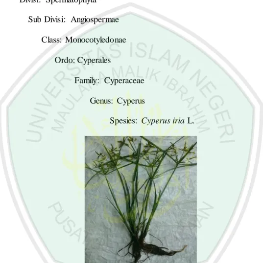 Gambar 2.6 Gulma  Cyperus iria L. (sumber: dokumentasi peneliti)  2.5.2 Amaranthus spinosus L